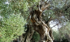 Lun olive-groves